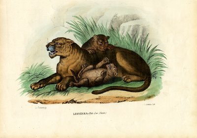 Lioness With Cubs by Raimundo Petraroja
